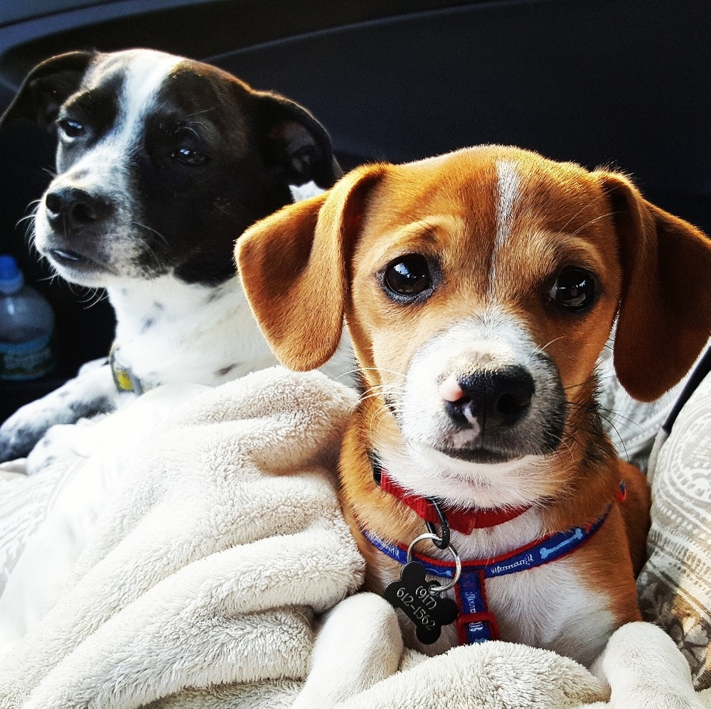 Meet your Posher, Theresa